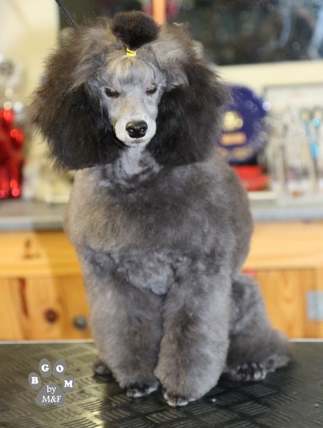 Publication : The beautiful grey of marysa Auteur : By BGoM