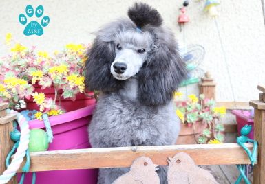 Publication : The beautiful grey of marysa Auteur : By BGoM