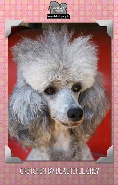 Publication : The beautiful grey of marysa Auteur : by M&F for BGoM