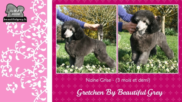 Publication : The beautiful grey of marysa Auteur : by M&F for BGoM