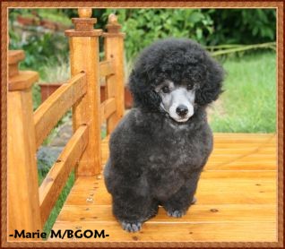 Egerie'brooke The beautiful grey of marysa