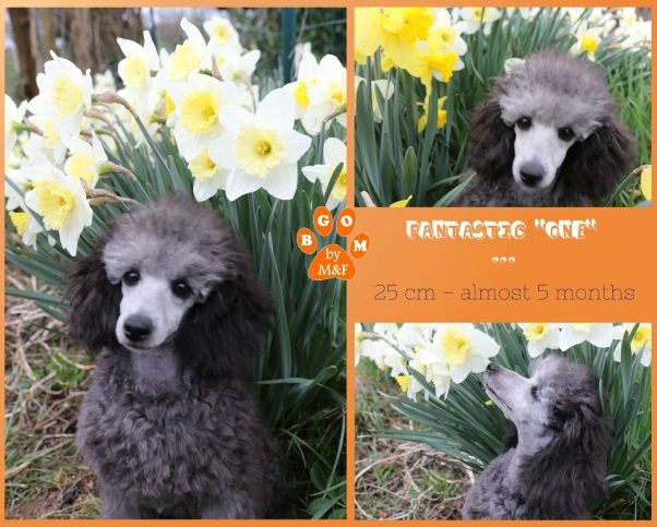 Publication : The beautiful grey of marysa Auteur : by Marie BGoM