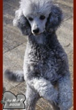 Publication : The beautiful grey of marysa Auteur : by M&F for BGoM