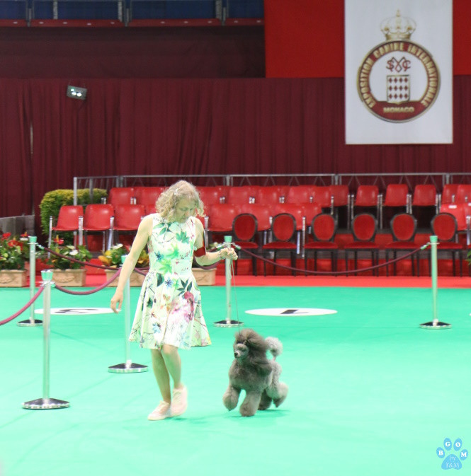 CH. UN AIR 2 ROCK The beautiful grey of marysa - 1er EXC CACM CACIB BOB/MEILLEUR DE RACE + Champion Monaco