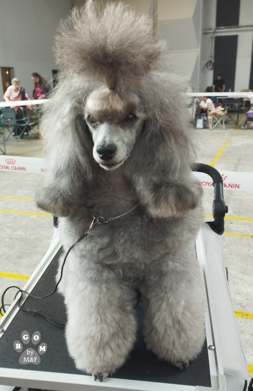 CH. KRISTAL - Nymphea Shades OfGrey The beautiful grey of marysa - 1ere EXC CAC-V BOB-V + BOB/MEILLEUR DE RACE