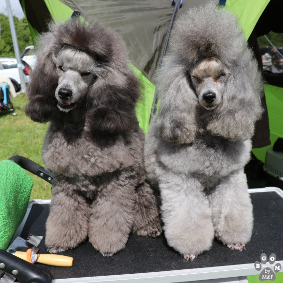 CH. KRISTAL - Nymphea Shades OfGrey The beautiful grey of marysa - 1ere EXC CAC-V BOB-Vet + BOB/MEILLEUR DE RACE