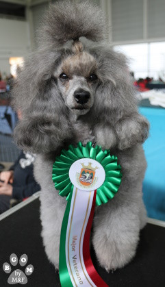 CH. KRISTAL - Nymphea Shades OfGrey The beautiful grey of marysa - 1ere EXC CAC-V CACIB-V BOB-V + BOS/MEILLEUR de sexe