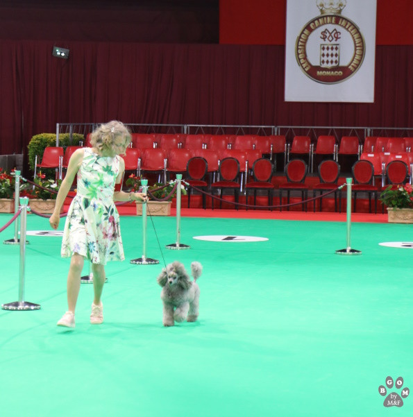 CH. KRISTAL - Nymphea Shades OfGrey The beautiful grey of marysa - 1ere EXC CACIB-V + Championne Vétéran