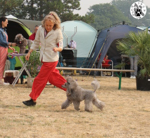 CH. KRISTAL - NYMPHEA SHADES OFGREY The beautiful grey of marysa - 1ere EXC CAC-V BOB-V MEILLEUR VETERAN