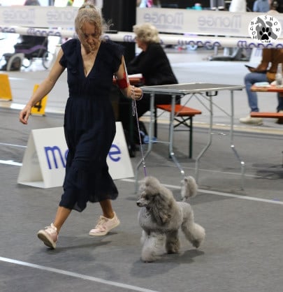 CH. KRISTAL - NYMPHEA SHADES OFGREY The beautiful grey of marysa - 1ere EXC CACIB-Vet BOB-Vet + BOS Meilleure fem + Ch.Vétéran Luxembourg