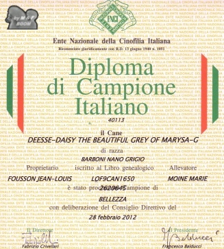 CH. Deesse daisy The beautiful grey of marysa - 1 EXCELLENT CAC CACIB + CHAMPIONNE d'ITALIE