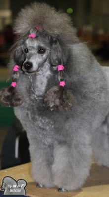 CH. Deesse daisy The beautiful grey of marysa - 1 EXCELLENT CACIB BOB + CHAMPIONNE ESPAGNE