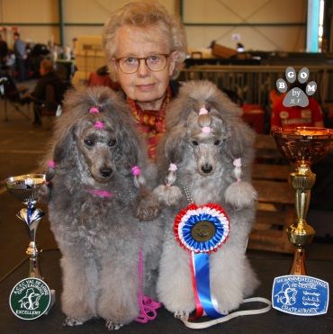 CH. Deesse daisy The beautiful grey of marysa - Veteran class 1 EXCELLENT Meilleur Veteran/BOB Veteran