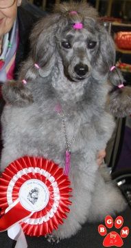 CH. Deesse daisy The beautiful grey of marysa - Classe Veteran: 1 EXCELLENT + CHAMPIONNE de France VETERAN