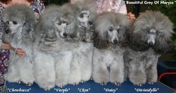 CH. Deesse daisy The beautiful grey of marysa - 1er EXC CACJ = Championne Suisse Jeune