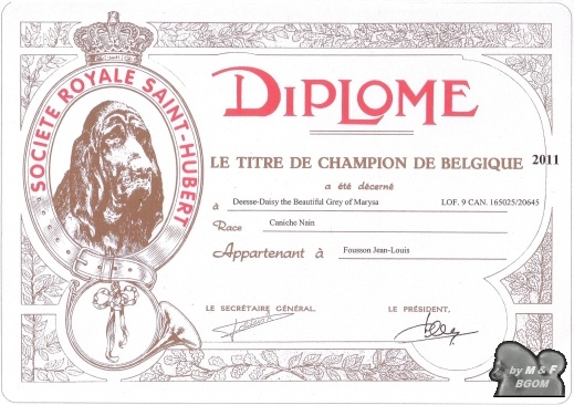 CH. Deesse daisy The beautiful grey of marysa - 1 - EXCELLENT / CAC / RCACIB