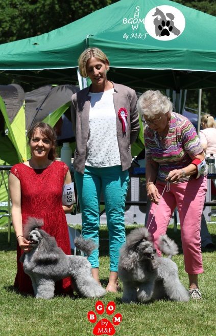 CH. Deesse daisy The beautiful grey of marysa - 1 EXCELLENT CAC VET BOB-Veteran