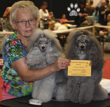 CH. Deesse daisy The beautiful grey of marysa - Veteran class 1 EXCELLENT Meilleur Veteran/BOB Veteran