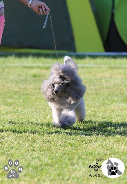 CH. Deesse daisy The beautiful grey of marysa - 1 EXCELLENT CAC VET BOB-Veteran