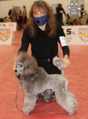 A VENDRE - KEANU The beautiful grey of marysa - 1er EXCELLENT CAC BOS