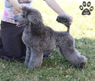 A VENDRE - KEANU The beautiful grey of marysa - 1er EXC Meilleur Jeune