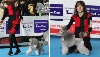 CH. Eragon wunder The beautiful grey of marysa - 1 - EXCELLENT CAC 