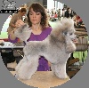 CH. Eragon wunder The beautiful grey of marysa - EXCELLENT RCAC - Vice Champion de France