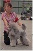 CH. Eragon wunder The beautiful grey of marysa - 1er EXCLLENT CAC = CHAMPION de FRANCE