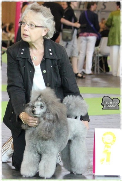 CH. Deesse daisy The beautiful grey of marysa - 3ème EXCELLENT