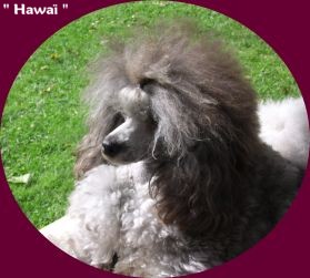 Hawaï of canichou's world - 1er EXC CAC / BOB