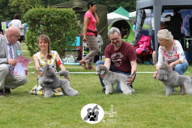 CH. Deesse daisy The beautiful grey of marysa - 1 EXCELLENT CAC VET BOB-Veteran