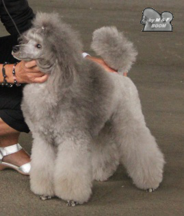 Génération silver The beautiful grey of marysa - 1 - EXCELLENT