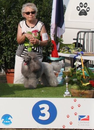 CH. Deesse daisy The beautiful grey of marysa - Veteran class 1 EXCELLENT Meilleur Veteran/BOB Veteran