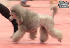 Génération silver The beautiful grey of marysa - 1 - EXCELLENT