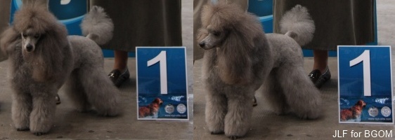 CH. Deesse daisy The beautiful grey of marysa - 1ère EXCELLENT CAC / CACIB / BOB