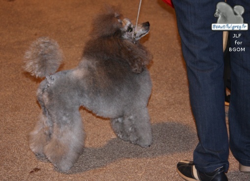 CH. Deesse daisy The beautiful grey of marysa - 1 CACM / CACIB + Championne Monaco