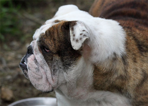 Publication : (Sans Affixe) Auteur : www.maraprod.com