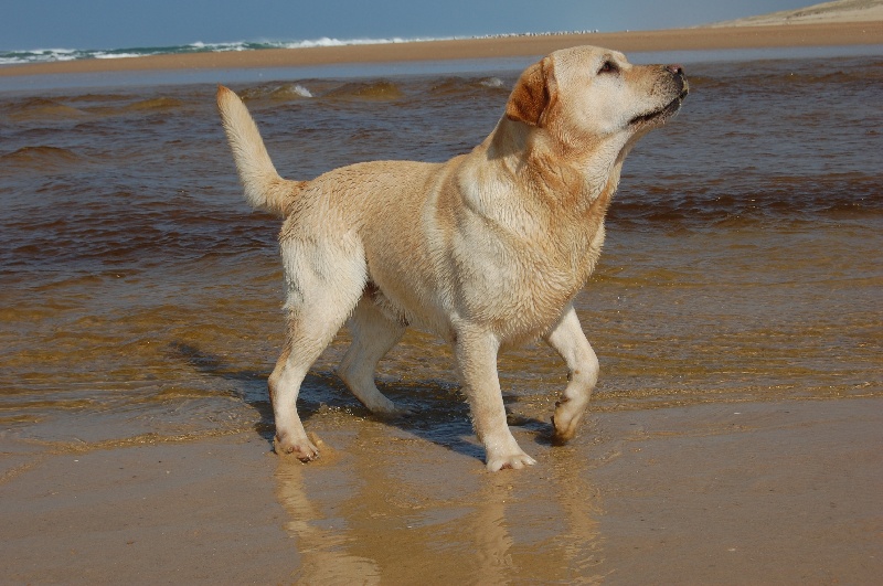 Publication : De sandie landes Auteur : philippe lammens