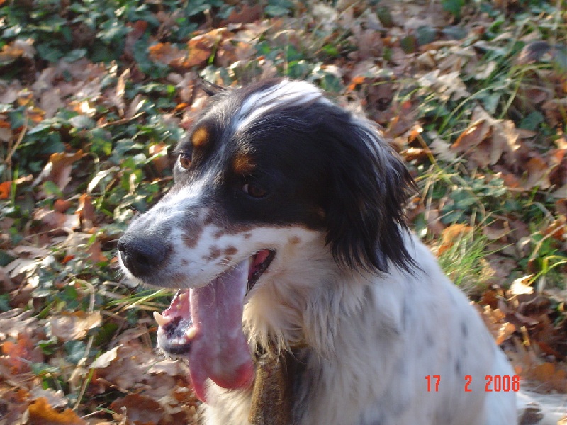 Publication : De sandie landes Auteur : De Sandie Landes