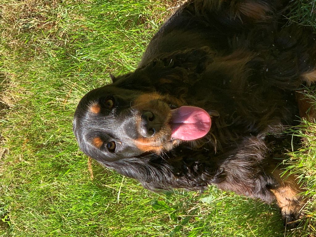 Publication : De sandie landes