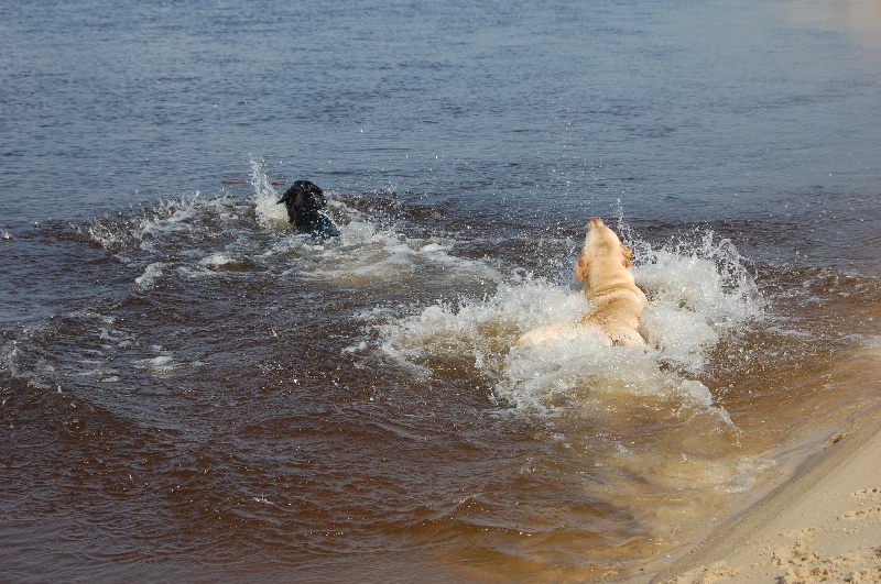 Publication : De sandie landes Auteur : philippe lammens