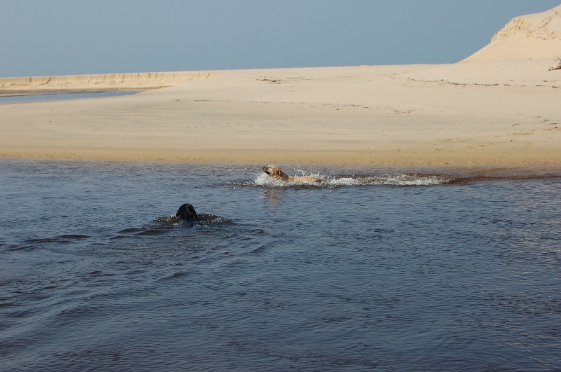 Publication : De sandie landes Auteur : philippe lammens