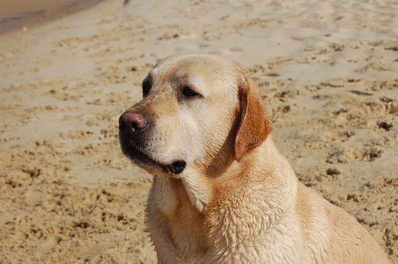 Publication : De sandie landes Auteur : philippe lammens