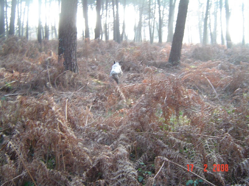 Publication : De sandie landes Auteur : De Sandie Landes