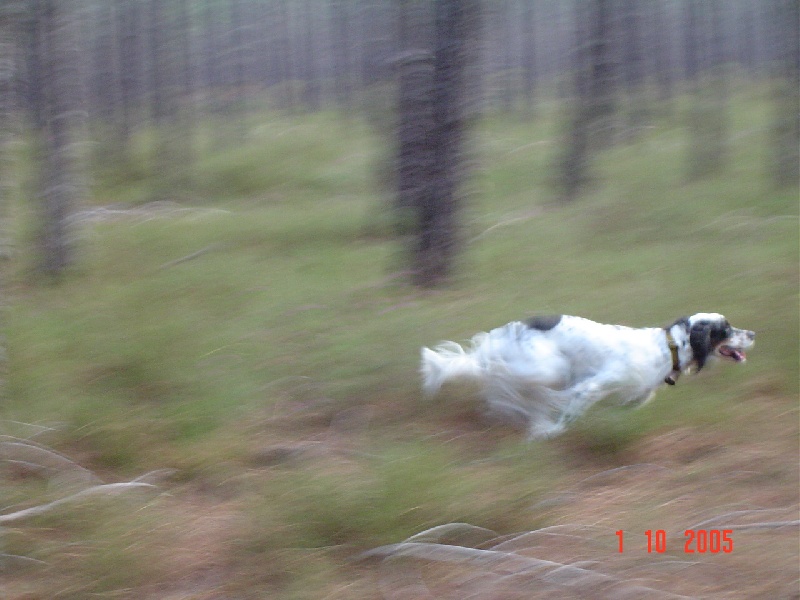 Publication : De sandie landes Auteur : De Sandie Landes