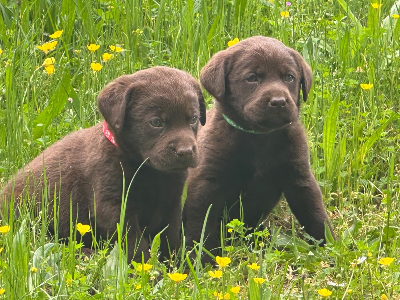 chocolat 250268600477879 - Labrador Retriever