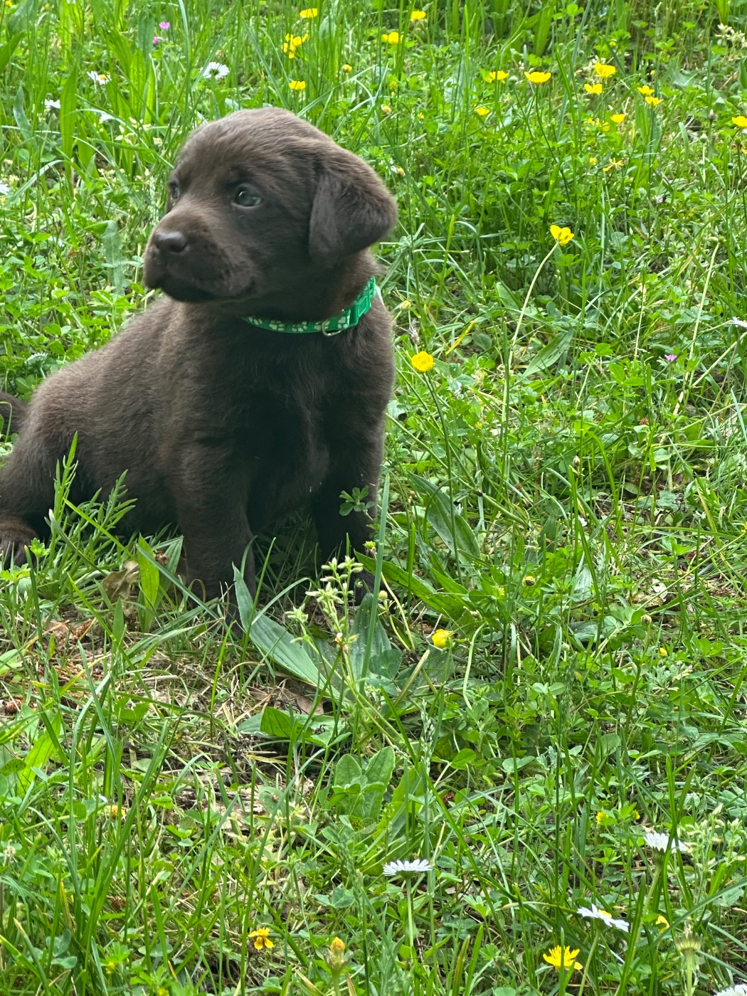 chocolat 250268600477875 - Labrador Retriever