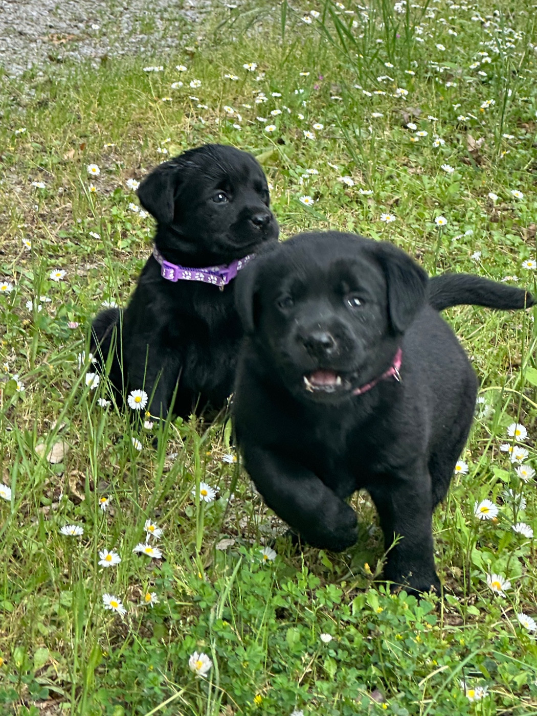 noire 7838 - Labrador Retriever