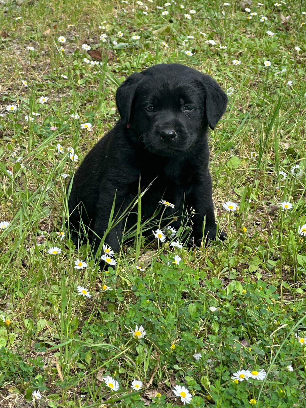 noir. 7835 - Labrador Retriever