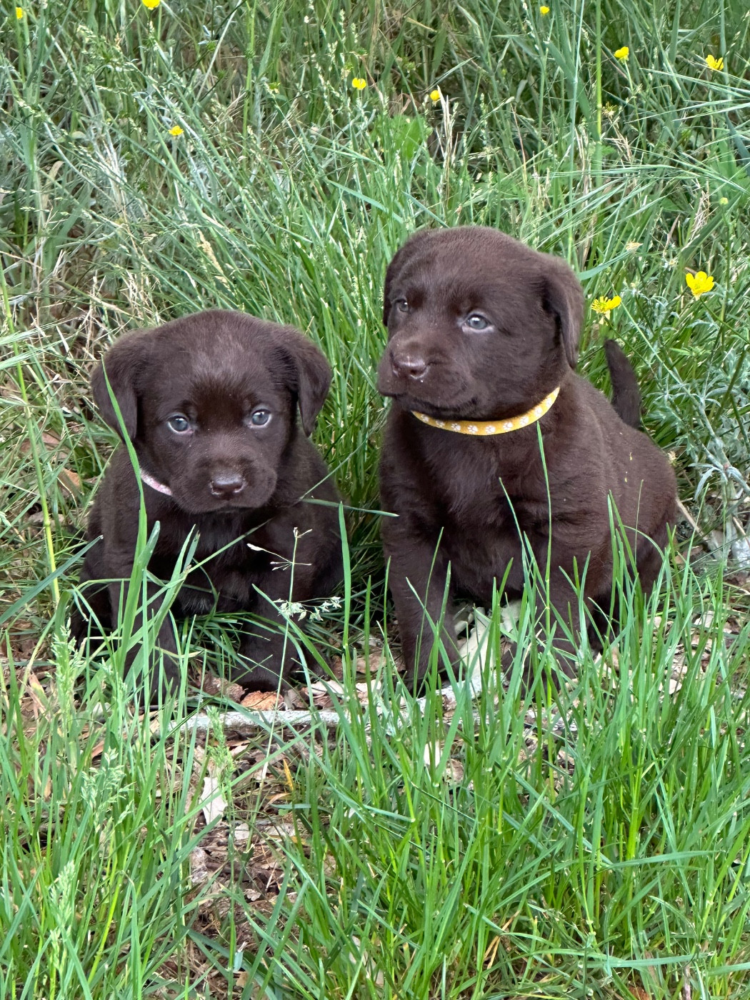chocolat 7877 - Labrador Retriever